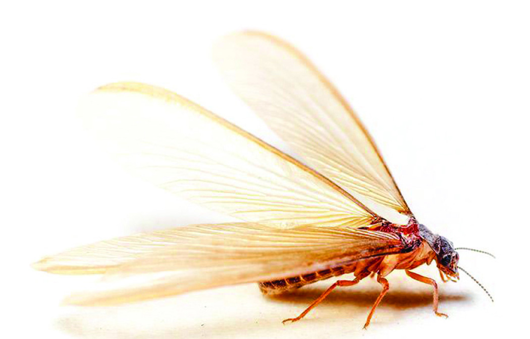 J&J Termite-large (1)