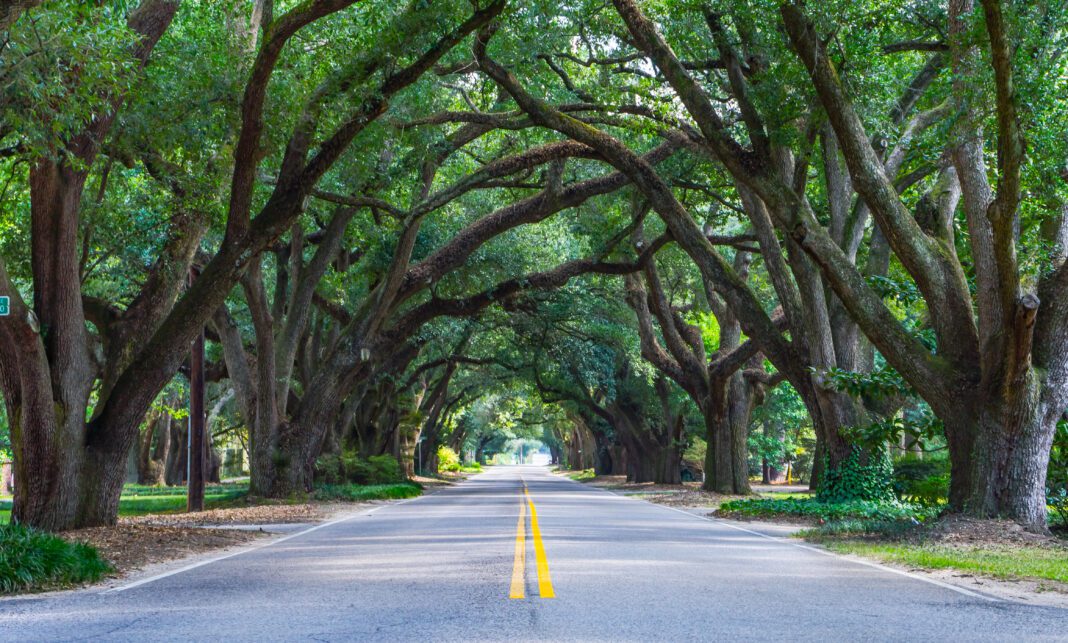 Avenue of Oaks - South Boundary, Aiken SC