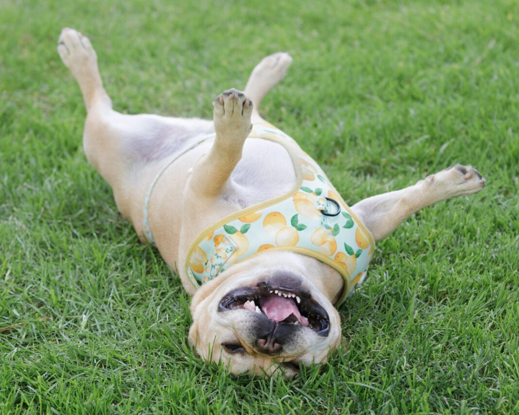 6-Year-Old French Bulldog Male Rolling Over and Goofing Off