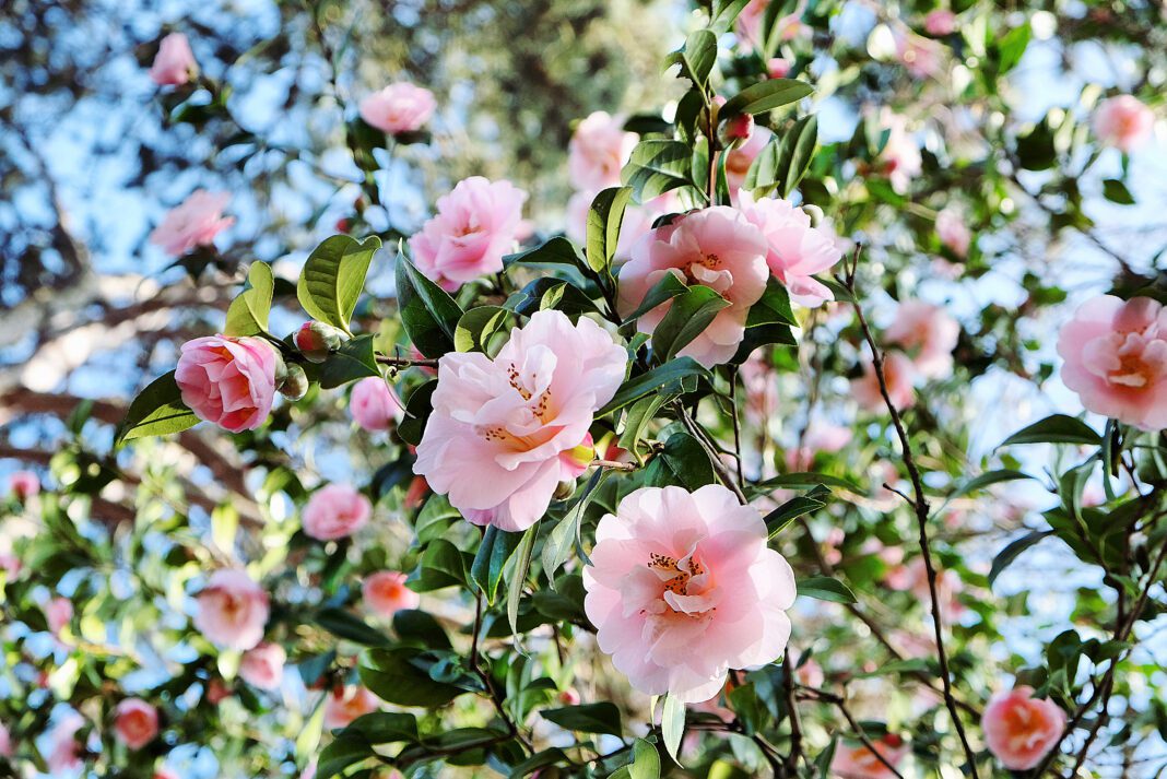Soft Pink Camellia 'Felice Harris' in flower