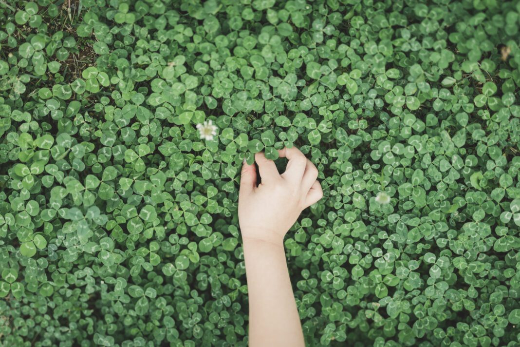 Hand of boy picking clovers up
