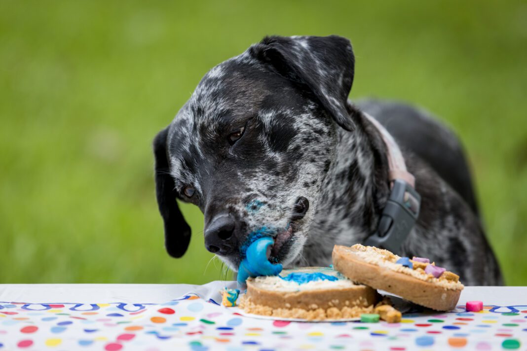 IR_BR_Dog_Bakery_-35