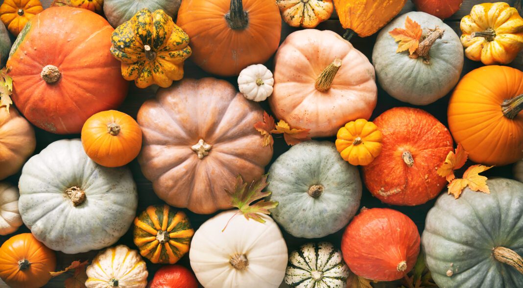 Various fresh ripe pumpkins as background