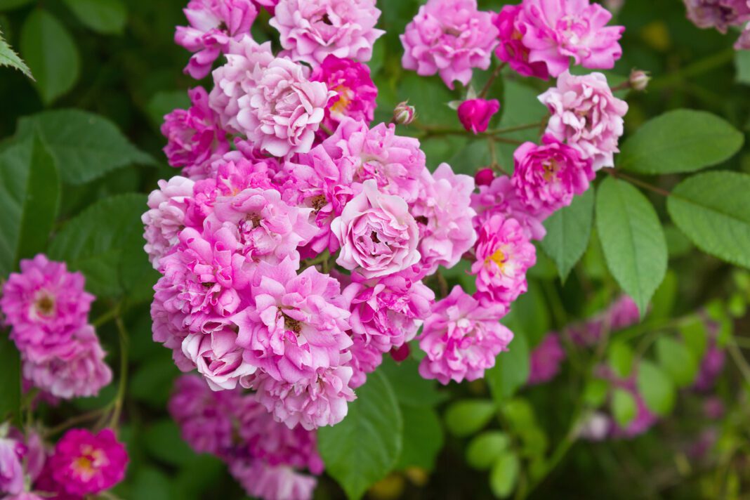 a bunch of small pink roses