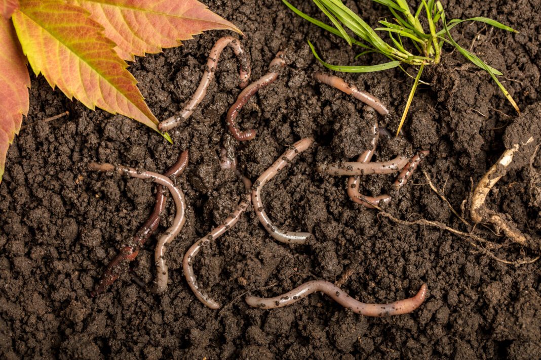 Earthworms in the soil
